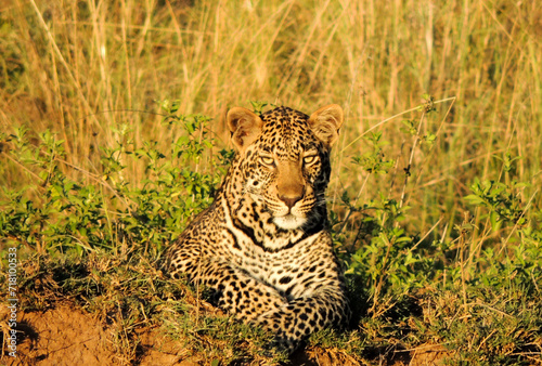 Headshots Leopards, Masaai Mara Kenya East Africa photo