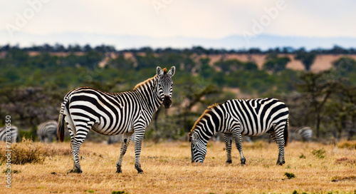 Two Plains Zebras   Common Zebra   Burchell s Zebras 