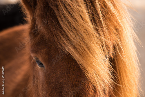 close up of Islandic horse 