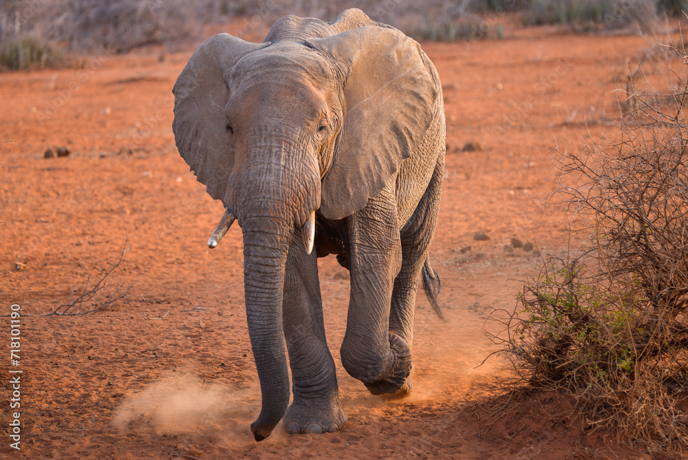 Fototapeta premium African Elephant, Proboscides Elephantidae, only two species, Asia andAfrica, largest land animal,African Elephants, Amboseli National Park Kenya , East Africa