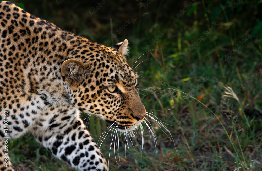Headshots Leopards, Masaai Mara Kenya East Africa