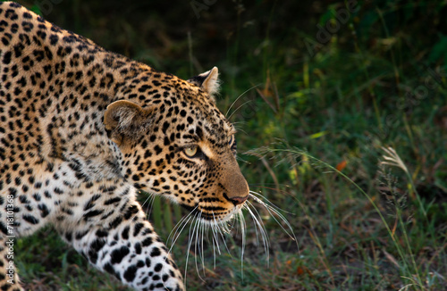 Headshots Leopards  Masaai Mara Kenya East Africa