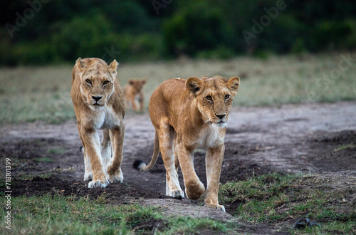 Lions  Maasai Mara Kenya  East Africa