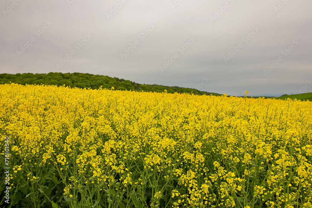 Fototapeta premium A field of yellow rapeseed in bloom against a cloudy sky