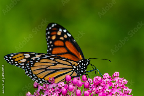 Monarch Butterfly on Joe-Pye Weed © andromeda108