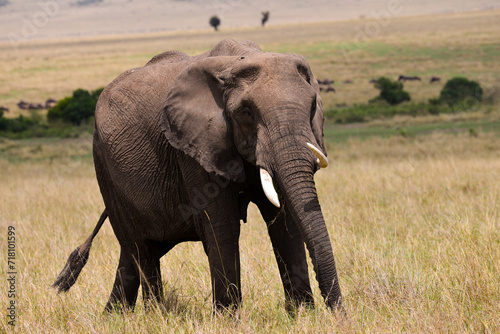 Aggressive Male Bull African Elephant, Maasai Mara, Kenya, East Africa 