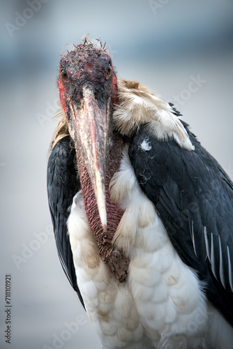 Close-up of a Marabu Stork photo