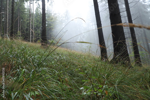 Les, hory, opar, mlha, zelená, stromy, kmen, pařez, podzim 