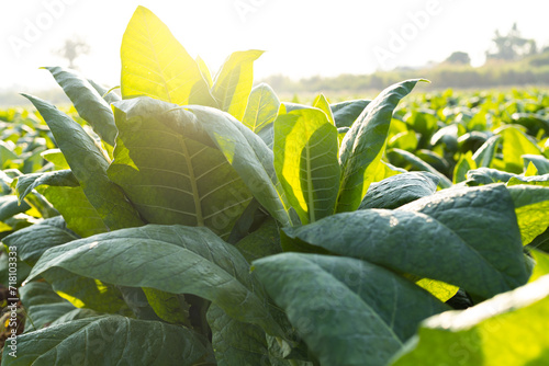 Rural tobacco plantation lush green field of tobacco leaves in the heart of the countryside, Tobacco agriculture in a country field, Tobacco leaf tree, cigarette product from tobacco. photo