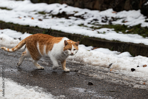 cat on the snow © Jakub