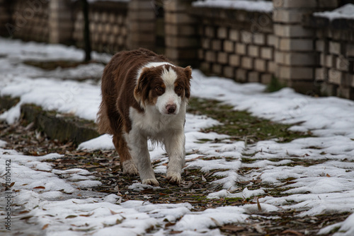 Fototapeta Naklejka Na Ścianę i Meble -  dog in winter