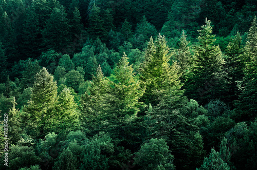 Lush Green Pine Forest or Forrest of Trees for Conservation and Environmental Growth