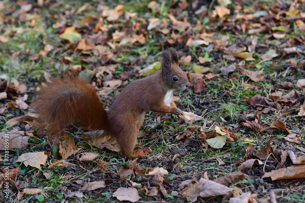 Eurasian red Squirrel shells and eats nuts in the autumn leaf Eurasian red Squirrel shells and eats nuts in the autumn leaf