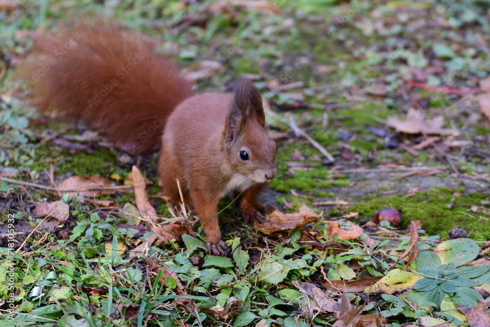 Eurasian red Squirrel climbs the leaves on the ground in the forest and looks for food Eurasian red Squirrel climbs the leaves on the ground in the forest and looks for food