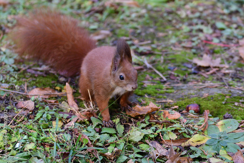 Obraz na płótnie Eurasian red Squirrel climbs the leaves on the ground in the forest and looks for food w salonie