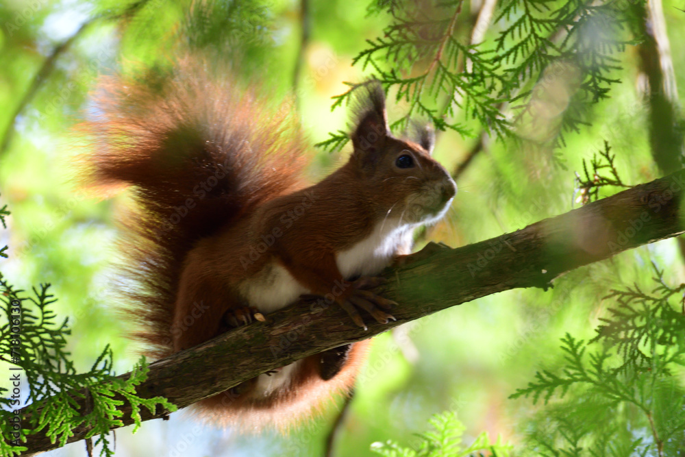 Eurasian red Squirrel lurking on the branch tree