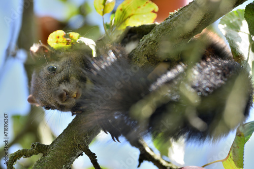 Obraz na płótnie red squirrel peeks out its head from behind a tree in autumn w salonie