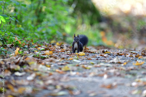 Obraz na płótnie The red squirrel with nut jumps and runs along the path w salonie