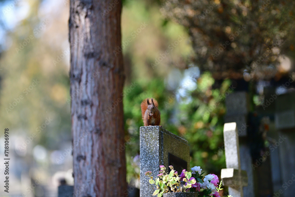Eurasian red Squirrel is jumping among the graves at the cemetery in the park