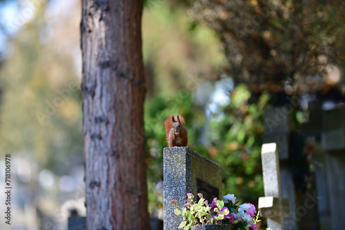 Obraz na płótnie Eurasian red Squirrel is jumping among the graves at the cemetery in the park w salonie