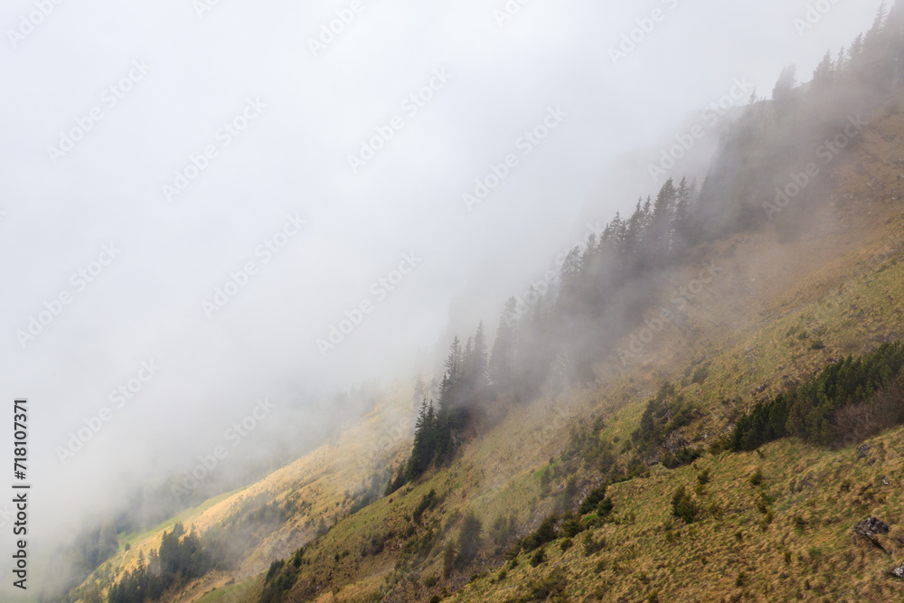Misty mountains with fir forest in fog