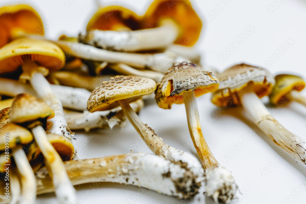 Mushrooms on white, studio advertising light. Background with selective focus and copy space Mushrooms on white, studio advertising light. Background with selective focus and copy space