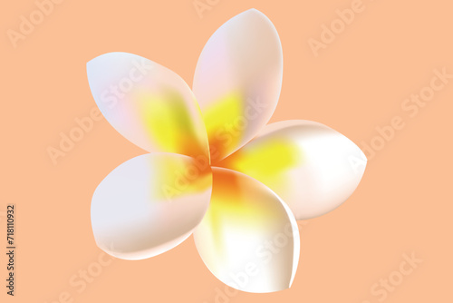 Plumeria flower or frangipani flower. Isolated on peach color background. Vector illustration.