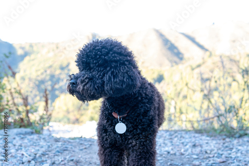 Curly poodle on a walk, a cheerful, smart dog.