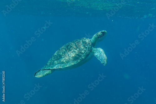 A sea turtle swims underwater in tropical seas. High quality photo. Underwater  animals  tropical