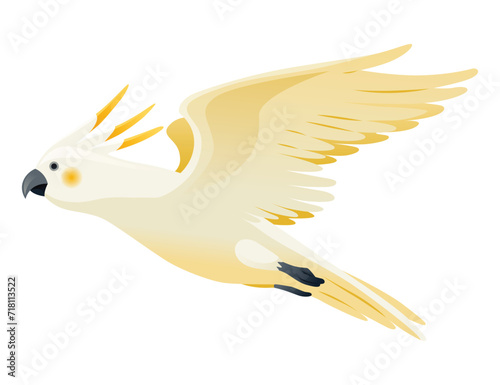 Parrot animation. Exotic adorable fauna character flight. White sulphur crested cockatoo. Animated tropical bird flying