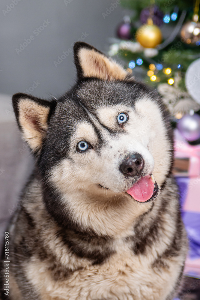 Close-up portrait of a husky dog with a Christmas tree bokeh background.