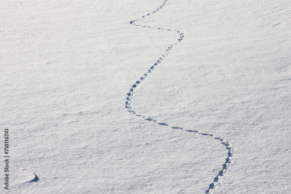 tracks in snow tracks in snow