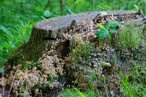 A group of Coprinellus disseminatus on a tree stump