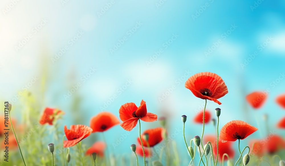 Fototapeta premium A field with red poppies blooming is beautiful in a photo against a bright blue sky