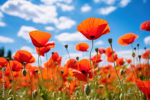 A field with red poppies blooming is beautiful in a photo against a bright blue sky