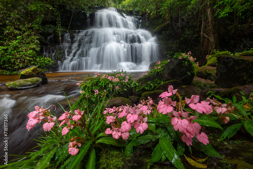 Mundang waterfall and snapdragon flower (Habenaria rhodocheila) at Phuhinrongkla national park in Phitsanulok province,Thailand