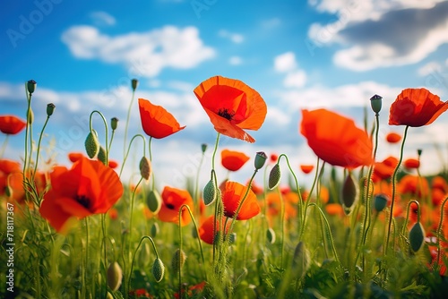 red poppies flower on a beautiful blue sky background. generative AI