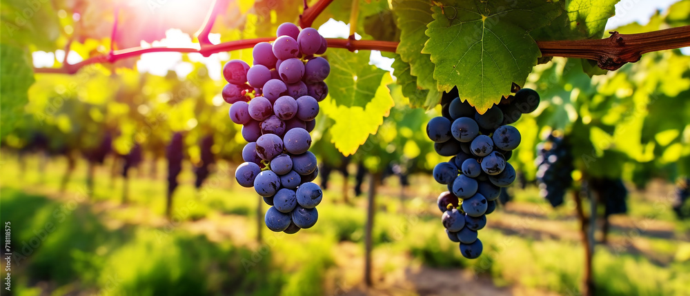 Fresh grapes from the tree in the vineyard