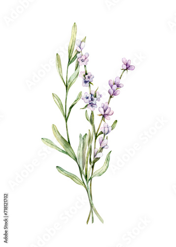 Watercolor Lavender flowers. Hand drawn botanical illustration of lavender bouquet for wedding invitation, logo, cards, packaging and labeling.