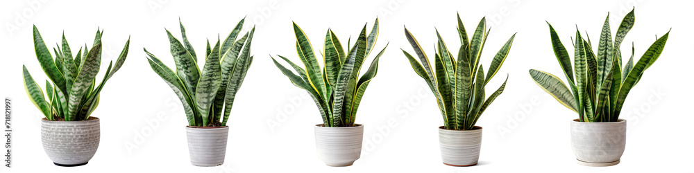 Collection set of snake plants isolated on transparent or white background, png Collection set of snake plants isolated on transparent or white background, png