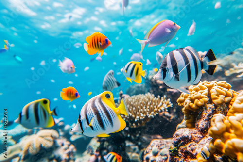 Colorful tropical fish swimming over coral reef with blue sea background