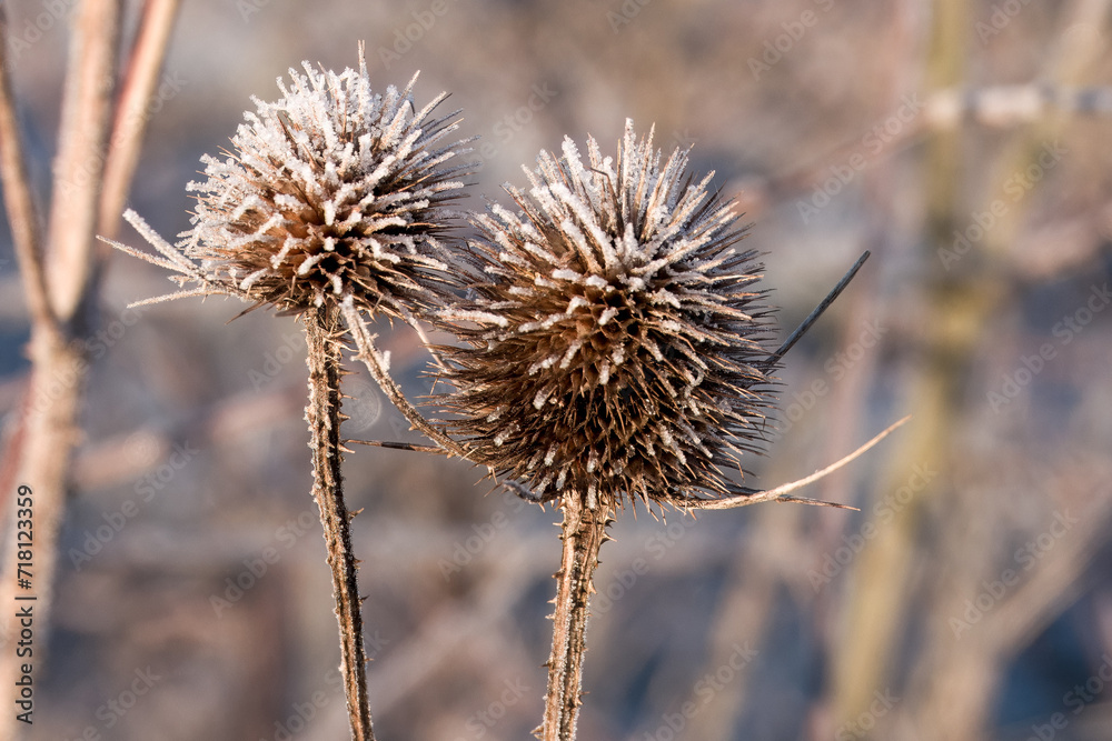 egg shaped head of teasel flower covered in frost with a blurred wintry background egg shaped head of teasel flower covered in frost with a blurred wintry background