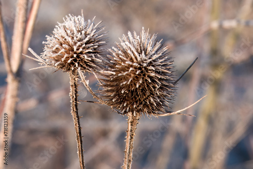 egg shaped head of teasel flower covered in frost with a blurred wintry background