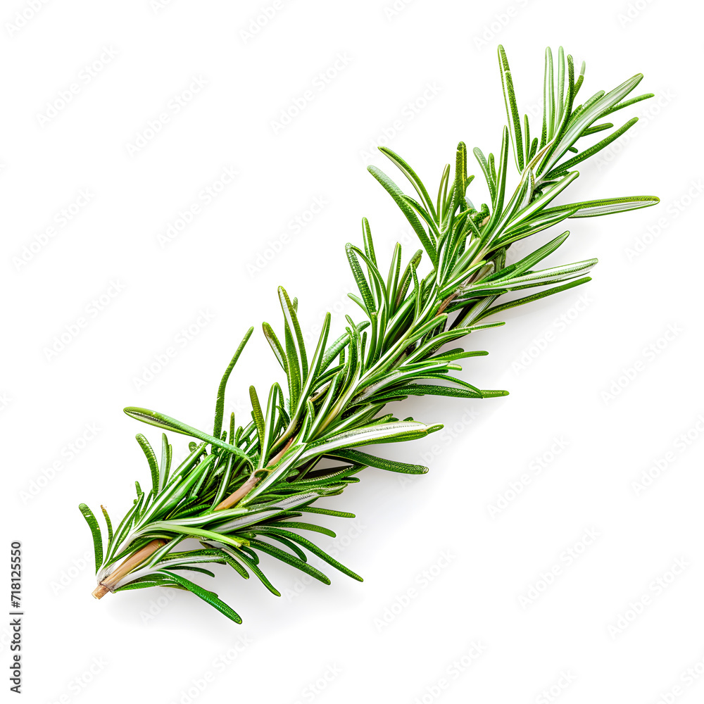 A sprig of fresh rosemary isolated on a white background A sprig of fresh rosemary isolated on a white background
