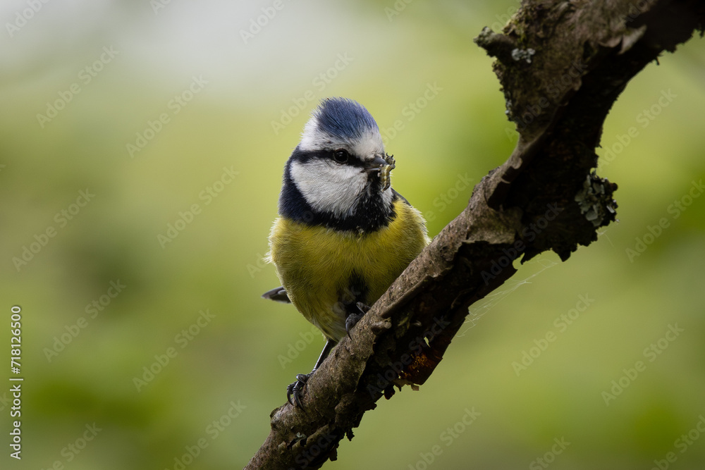 Obraz premium Blue Tit perched on a brach with a caterpillar in beak. Depth of field with clean background. Wales.
