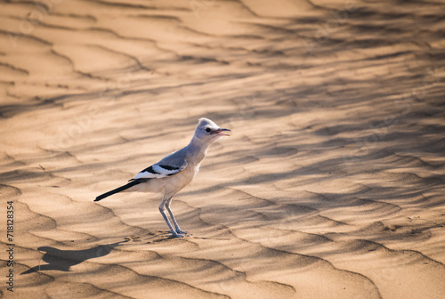 Wild bird Saxaul jay in close-up in the Kyzylkum desert in Uzbekistan, podoces panderi photo