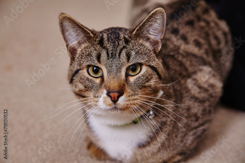 Attentive Tabby Cat with Yellow Eyes Close-Up