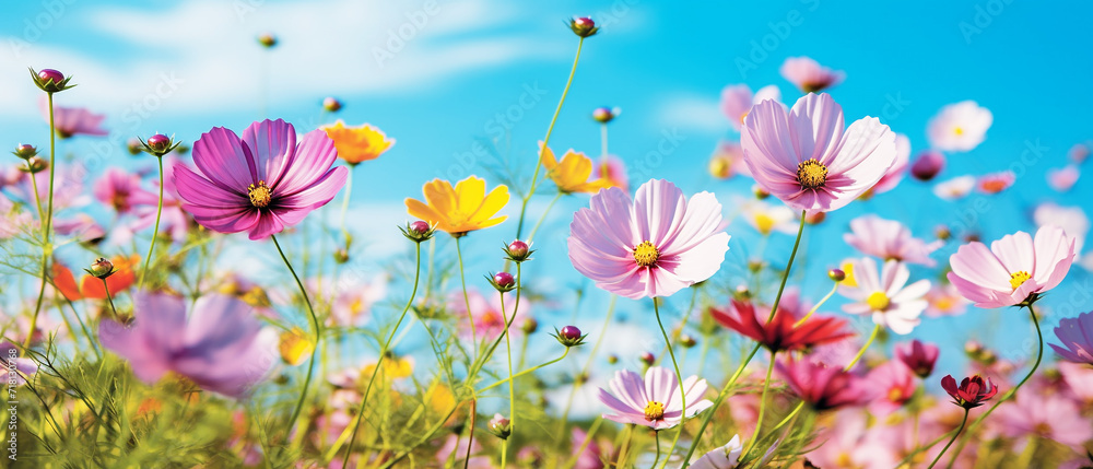 Colorful cosmos flowers on field with blue sky Colorful cosmos flowers on field with blue sky
