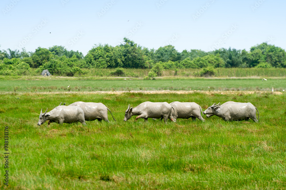 Herds of buffalo graze in the lush, green, and fertile fields. Herds of buffalo graze in the lush, green, and fertile fields.
