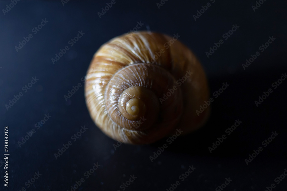 snail shell close up snail shell close up